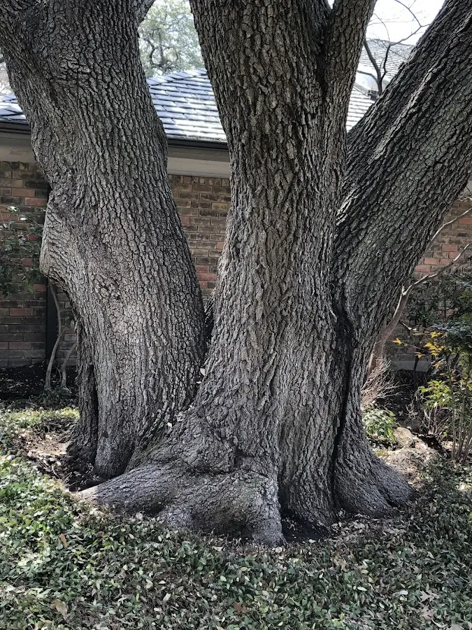 Mature heritage tree close to a Boardman property cared for by certified arborists
